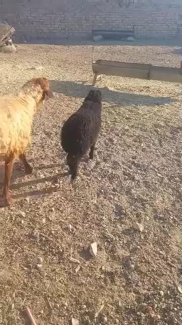 بره ریز|حیوانات مزرعه|مرودشت, پشت سایپا|دیوار