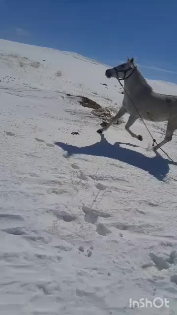 اسب مادیان کرد ۶ ماه آبستن|اسب و تجهیزات اسبسواری|زنجان, |دیوار