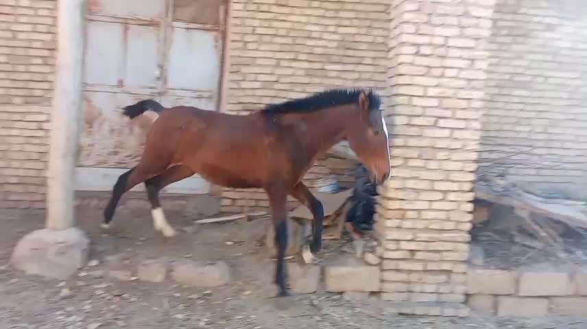 کره مادیان|اسب و تجهیزات اسبسواری|بن, |دیوار