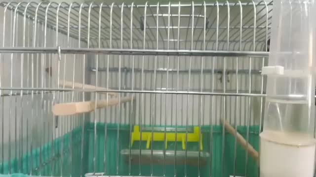 سهره|پرنده|ورامین, ورامین|دیوار