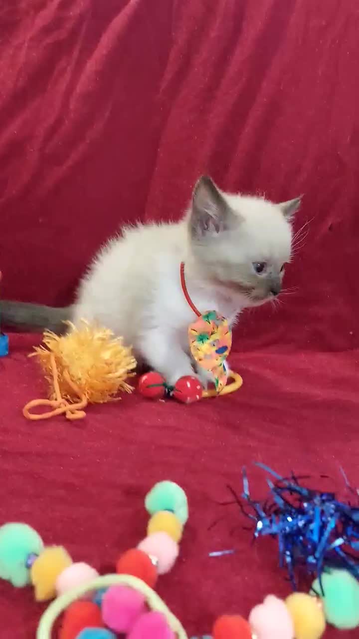 گربه های ملوس و شیطون|گربه|گرگان, |دیوار