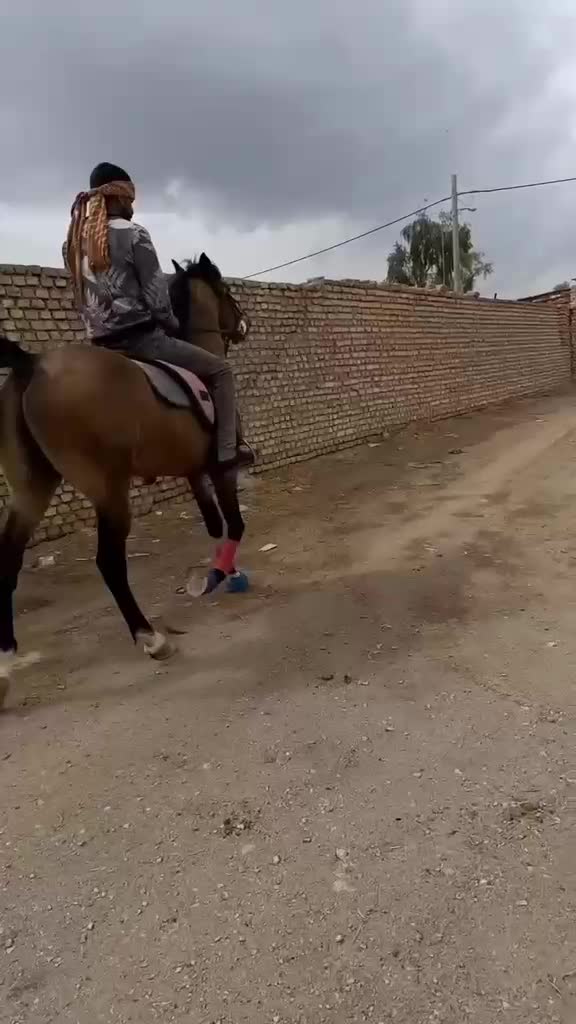 سیلمی|اسب و تجهیزات اسبسواری|تبریز, |دیوار