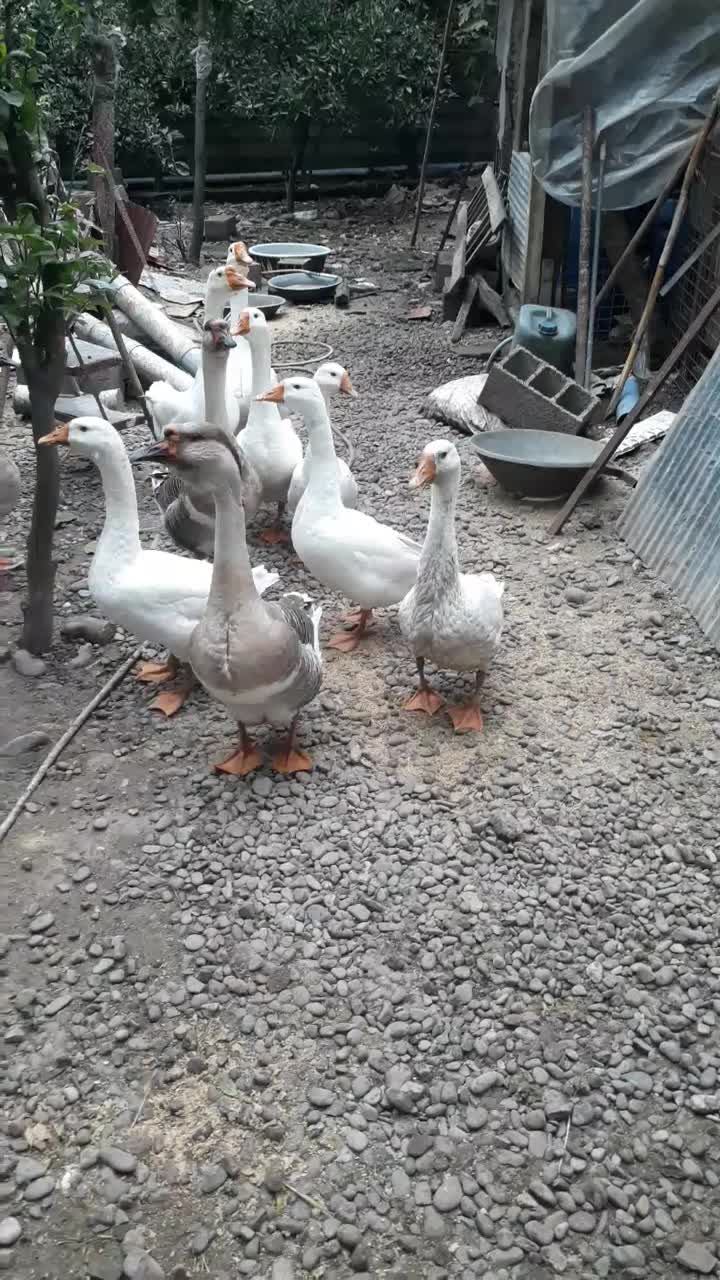 فروش تعدادی نیمچه مرغ و خروس. زنگ فقط|حیوانات مزرعه|سنگر, |دیوار