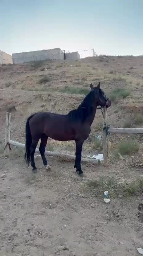 اسب|اسب و تجهیزات اسب‌سواری|تبریز, |دیوار