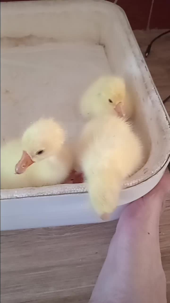 جوجه قوغاز|حیوانات مزرعه|نیشابور, مبارکه|دیوار