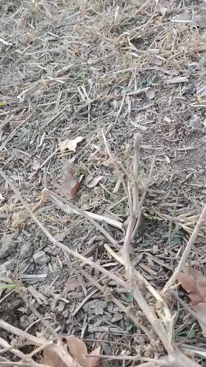 فروش فوری گوسفند میش فشندی افشاری|حیوانات مزرعه|هشتگرد, تهران دشت|دیوار