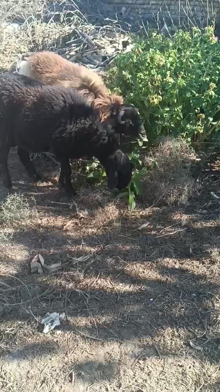 2عدد گوسفند چاق(نر)|حیوانات مزرعه|سیمین شهر, |دیوار
