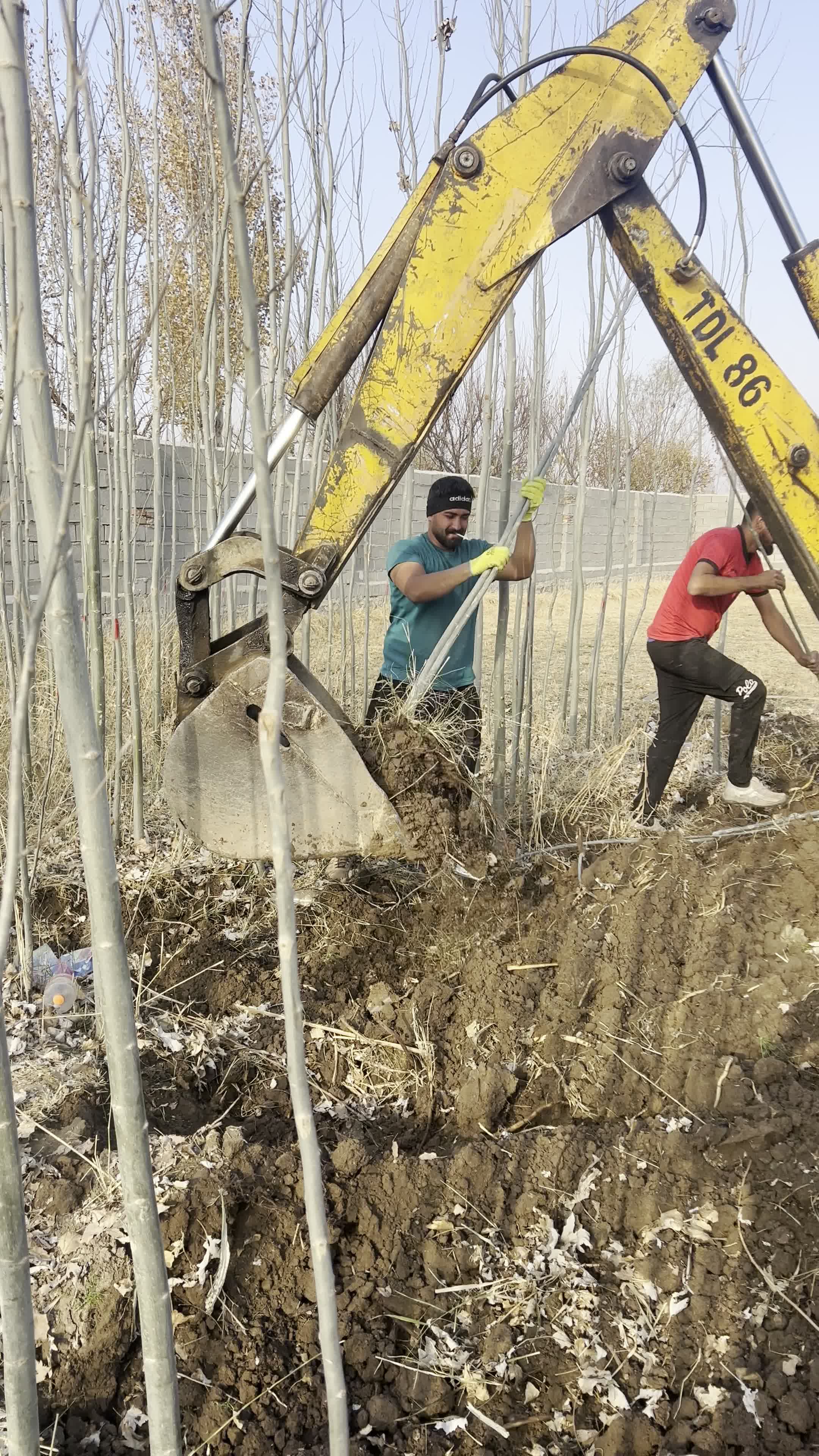 نهال کبوده مقاوم به کم آبی در نهالستان پاشاپور|گل و گیاه طبیعی|تبریز, |دیوار