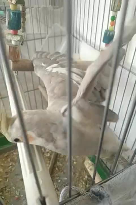 عروس هلندی ماده|پرنده|بروجرد, |دیوار