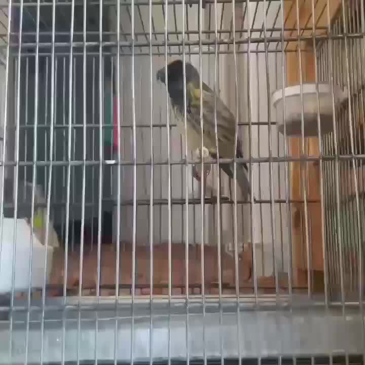 گلبسر دهندار|پرنده|کرمان, |دیوار