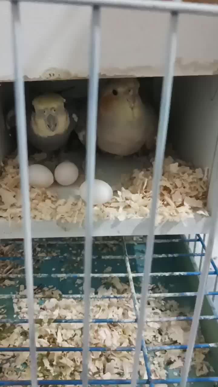 عروس هلندی مولد|پرنده|رباط‌کریم, شترخوار|دیوار