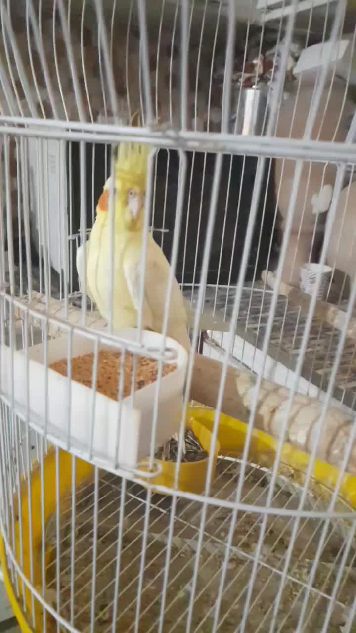 عروس هلندی ماده|پرنده|سیراف, |دیوار