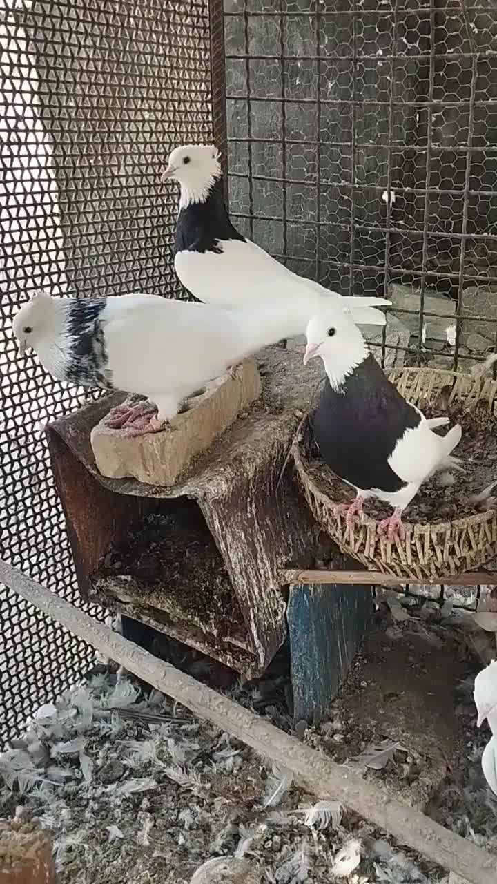 کبوتر طوقی|پرنده|بندرعباس, |دیوار