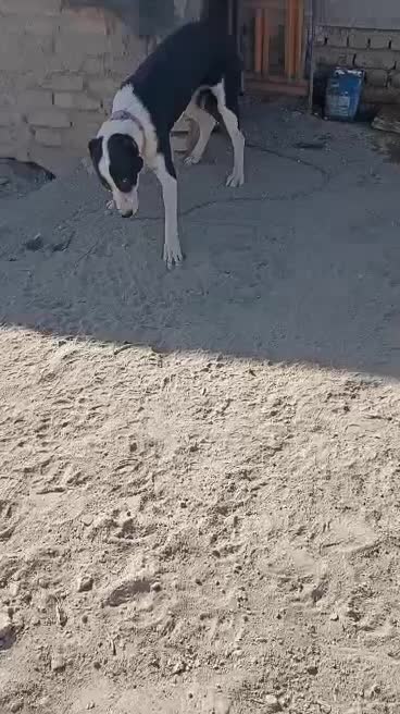 سگ آلابای دوتا همرنگ هم هستن|سگ|محمدشهر, یزدیها|دیوار