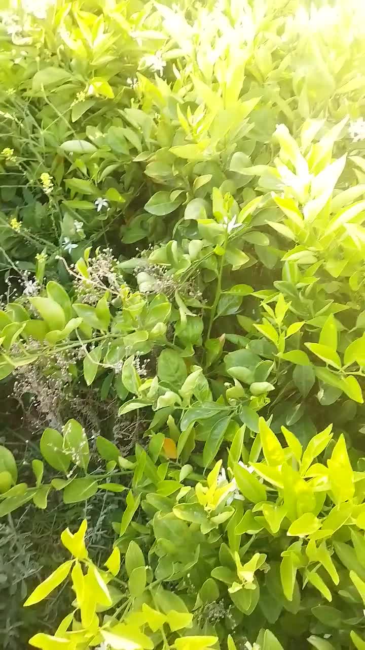 فروش انواع نهال مرکبات و انبه . پاجوش نخل و زیتون|خدمات باغبانی و درختکاری|چابهار, |دیوار