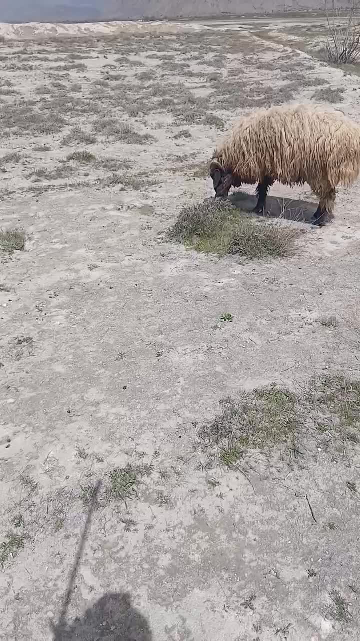 قوچ|حیوانات مزرعه|مرودشت, رامجرد یک|دیوار