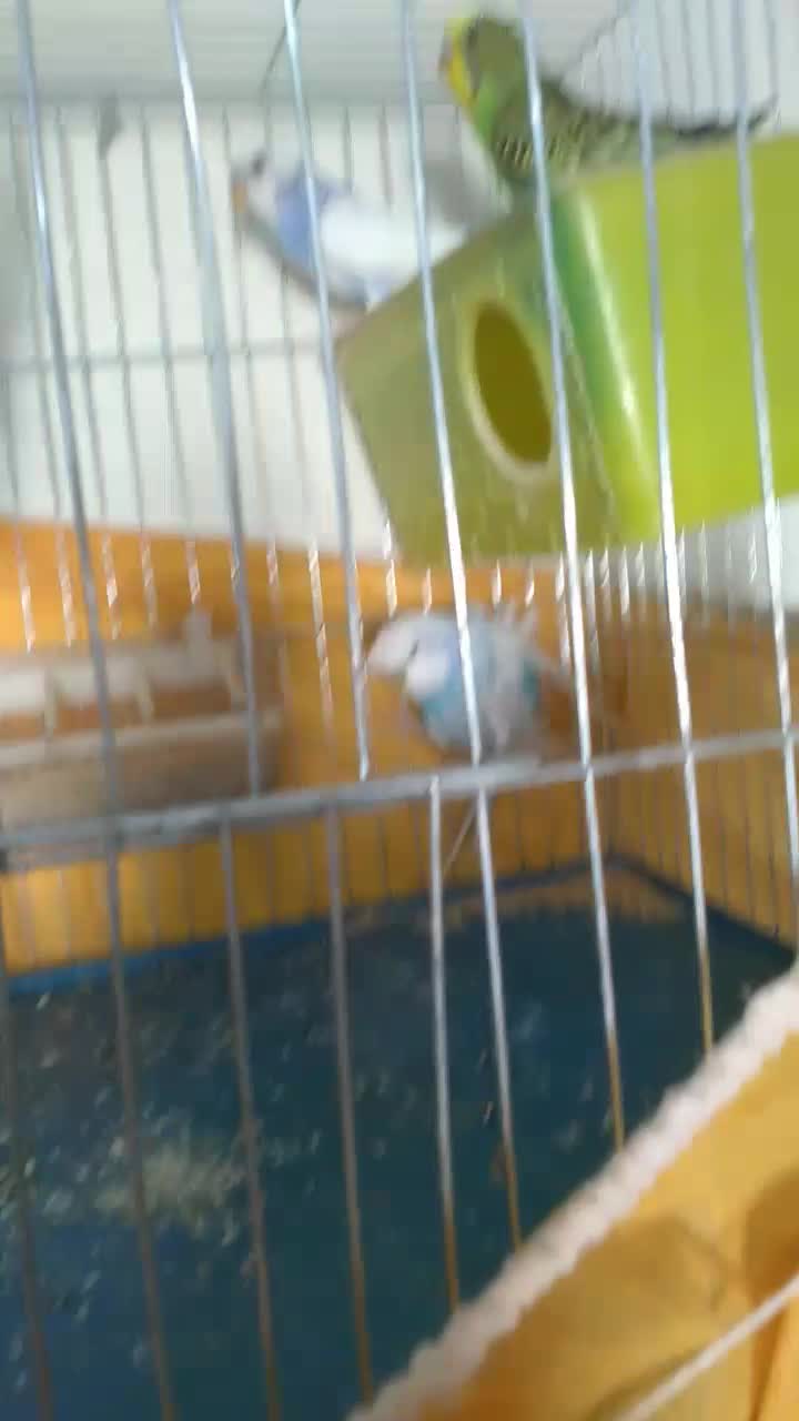 یه جفت مرغ عشق بل یک عدد پروانه ای|پرنده|فولادشهر, مسکن مهر فولادشهر|دیوار