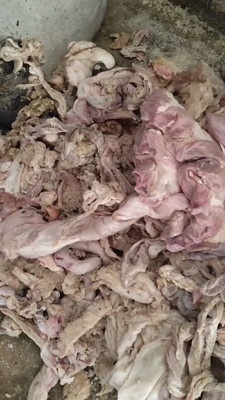 پوست و روده گوسفند|لوازم جانبی حیوانات|باقرشهر, |دیوار