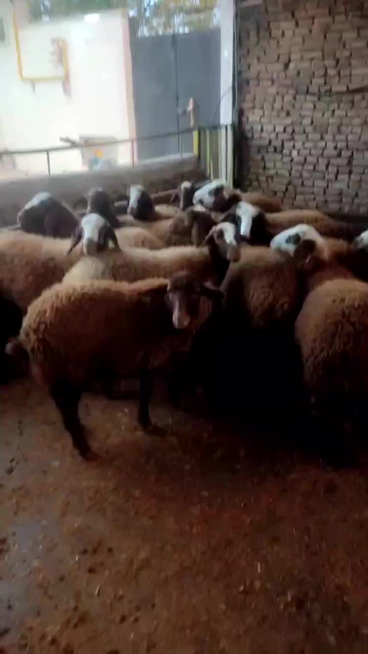 بره ماده|حیوانات مزرعه|کوهدشت, |دیوار