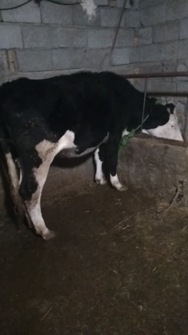 گاو گوساله تلیسه شکم اول سیمنتال درجه1|حیوانات مزرعه|تبریز, |دیوار