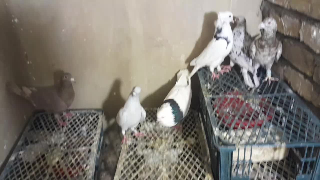 کفتر|پرنده|محمدیه-قزوین, |دیوار