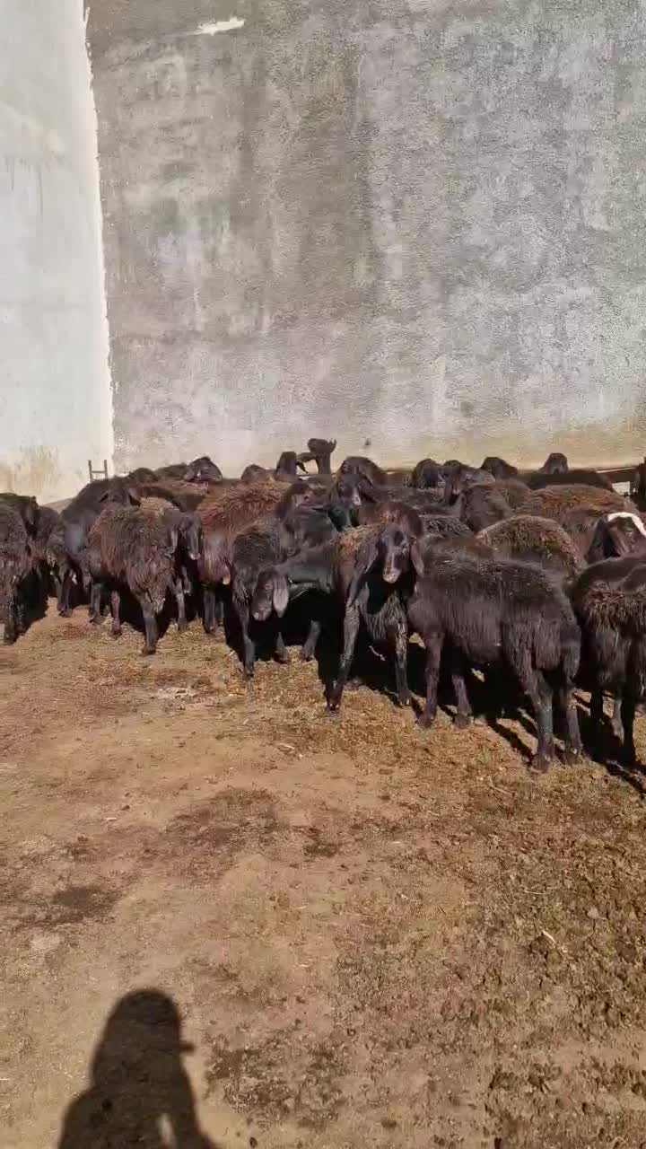 گوسفند(بره نر و ماده قزل افشار)|حیوانات مزرعه|سربند, |دیوار