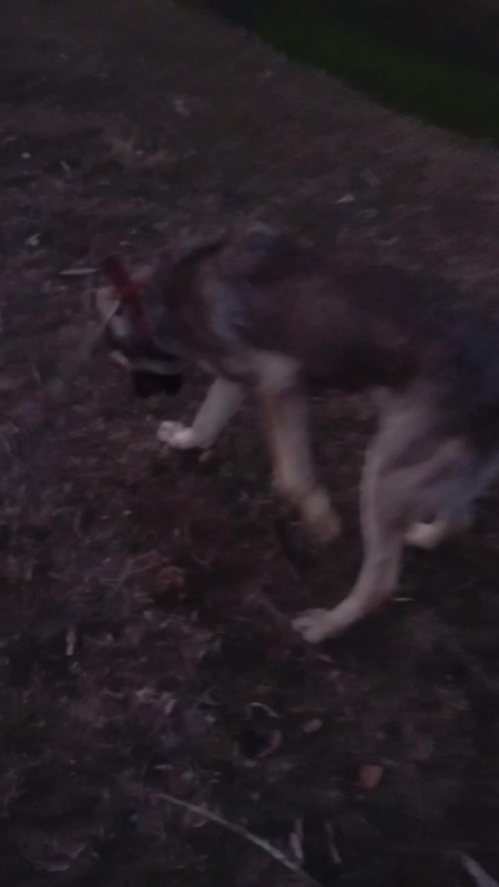 سگ سرابی|سگ|تبریز, |دیوار