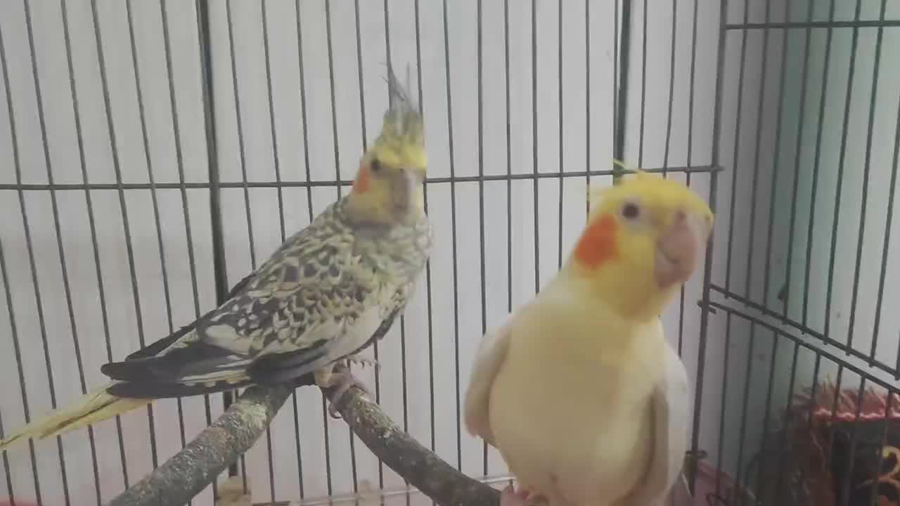 جفت عروس کار داده|پرنده|هندیجان, |دیوار