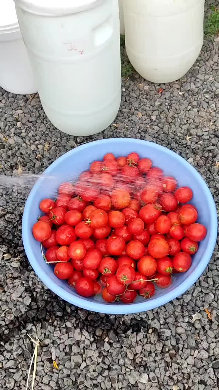 رب گوجه|خوردنی و آشامیدنی|رشت, آزادگان|دیوار