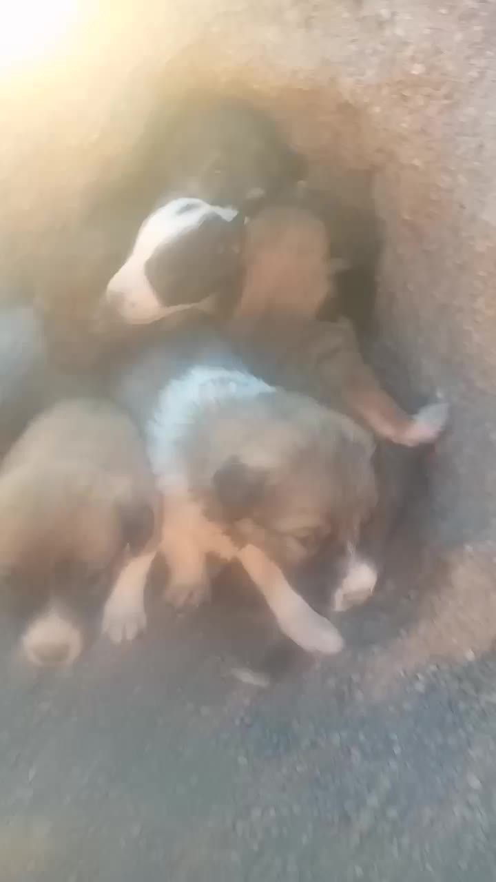 توله سگ سرو کله دار|سگ|بیرجند, |دیوار