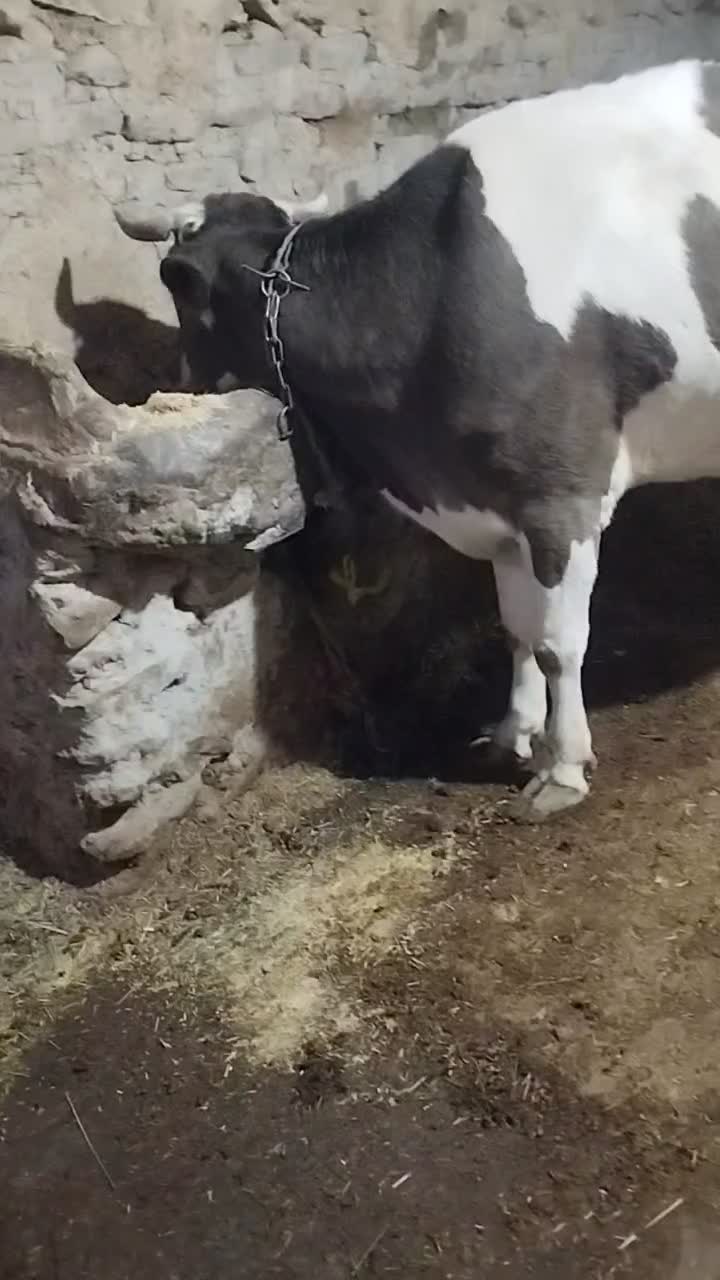 گاو|حیوانات مزرعه|دیواندره, |دیوار