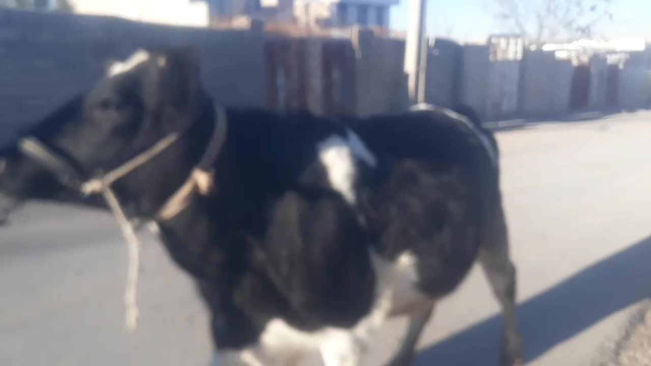 گاو|حیوانات مزرعه|حمیل, |دیوار