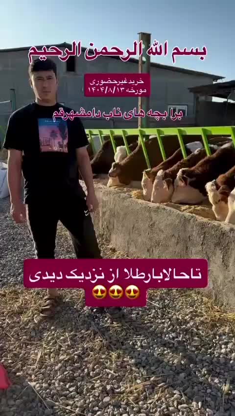 فروش ویژه گوساله سیمینتال ارسال به کل کشور داریم|حیوانات مزرعه|بندر ترکمن, |دیوار