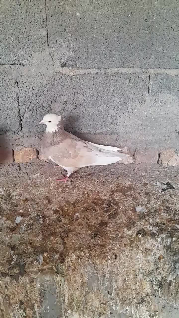 کبوتر شازده زرد|پرنده|تهران, مختاری|دیوار