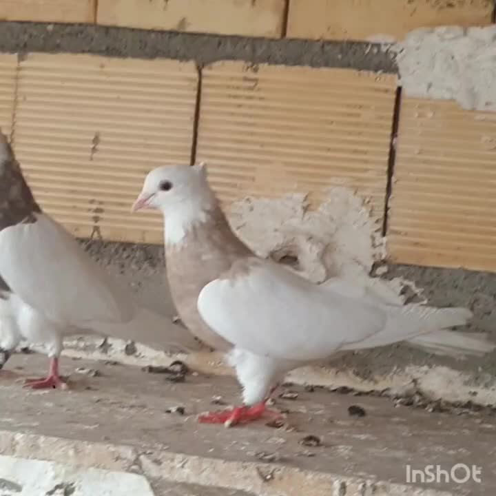 طوقی آجری|پرنده|اصفهان, لاله|دیوار