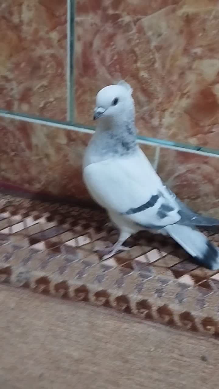 شامی|پرنده|زرین دشت (فارس), |دیوار