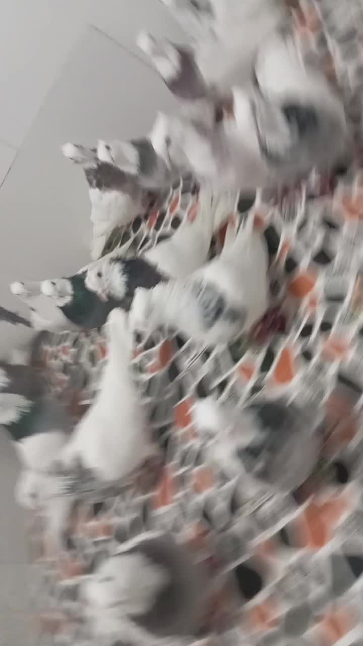 واگذاری پرنده اصل و نسب دار|پرنده|کوهدشت, |دیوار