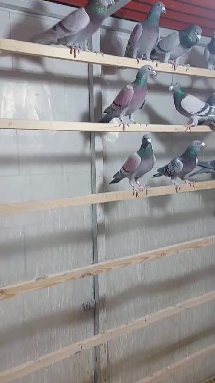 کفتر پلاکی|پرنده|یزد, |دیوار