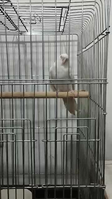 عروس هلندی آلبینو نر سخنگو|پرنده|اهواز, پردیس|دیوار