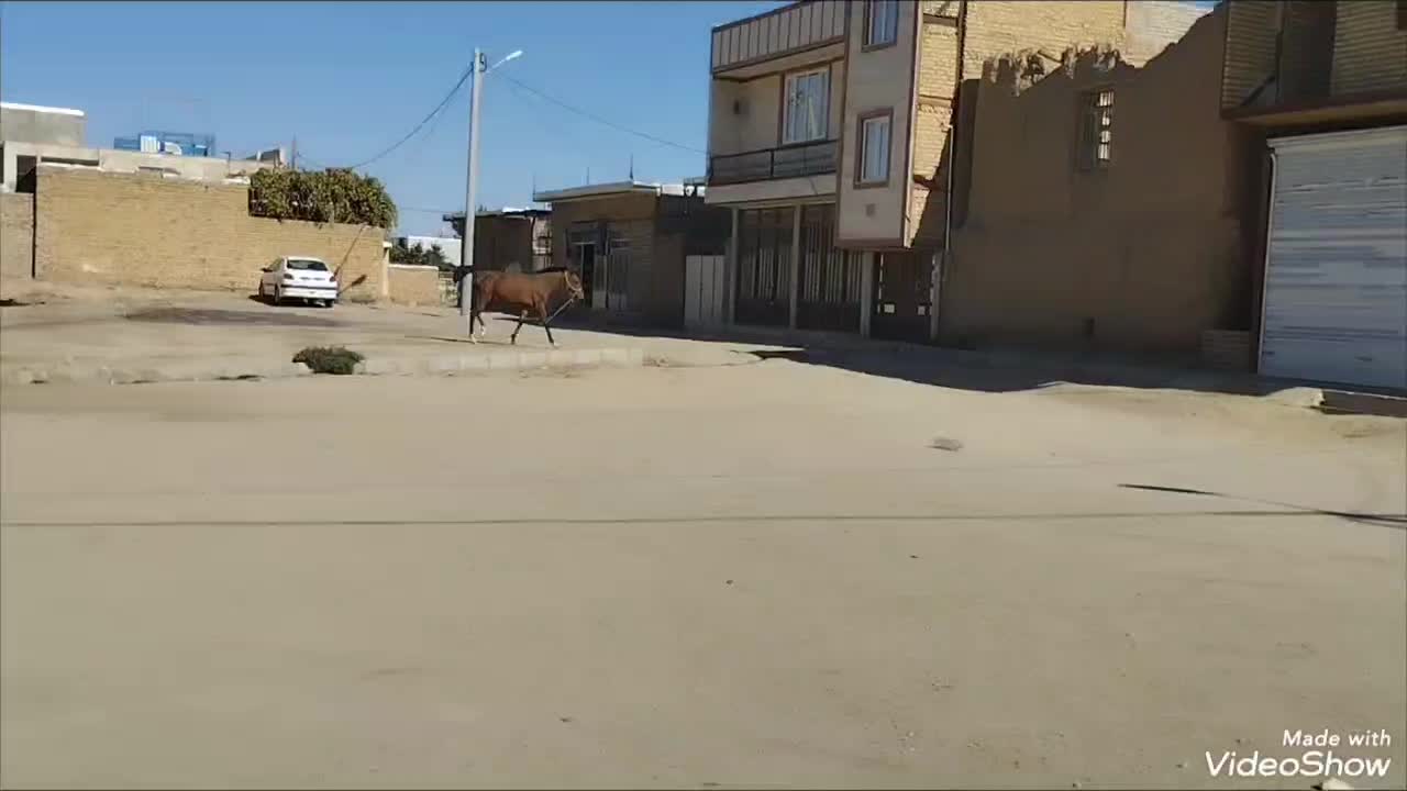 کره نریان|اسب و تجهیزات اسبسواری|ملایر, |دیوار