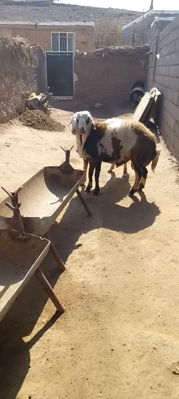 قوچ شیشک|حیوانات مزرعه|تربتحیدریه, کلاته توکلی|دیوار