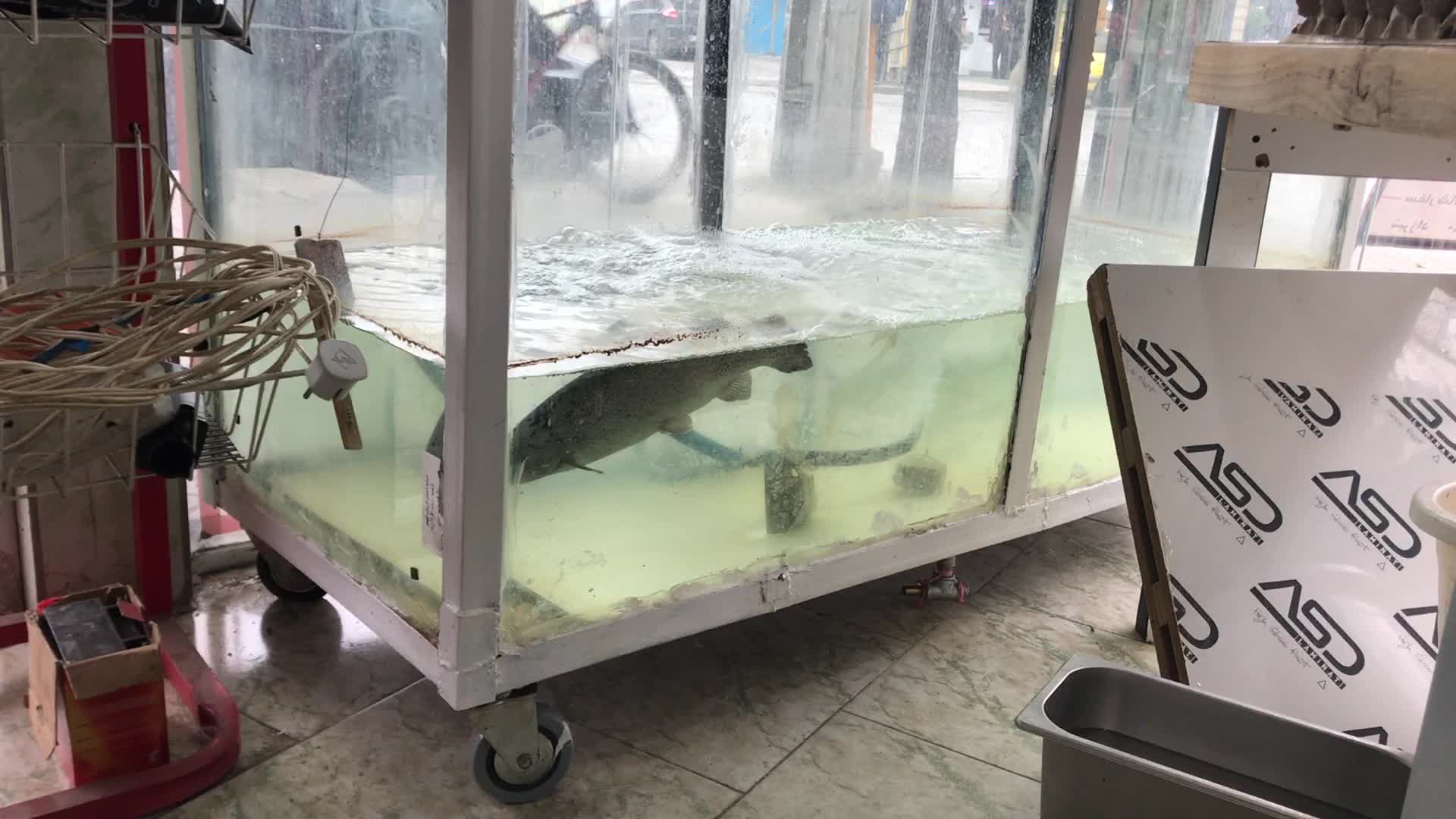 فروش آکواریوم و اکسیژن ساز|ماهی|ساری, |دیوار