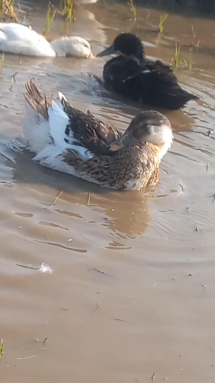 فروش اردک گوشتی|حیوانات مزرعه|پرهسر, |دیوار