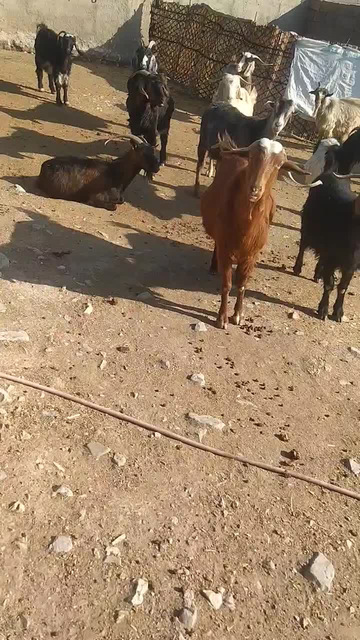 بز ابستن|حیوانات مزرعه|ملکشاهی, |دیوار