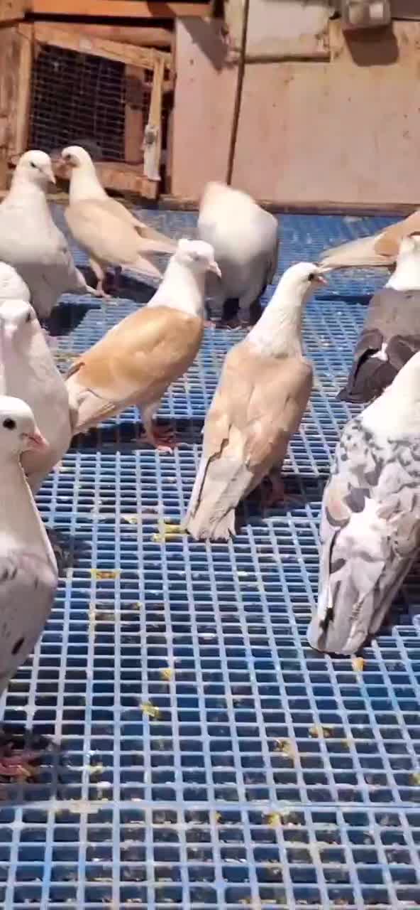 کفترکلاغ کربلایی کاکلی کله سفیدسر سفید کاکلی|پرنده|کاشمر, |دیوار