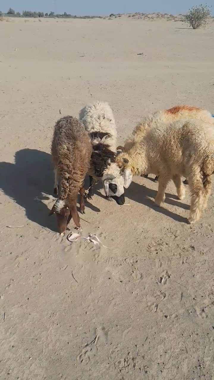 ۴راس بره نر|حیوانات مزرعه|جیرفت, |دیوار