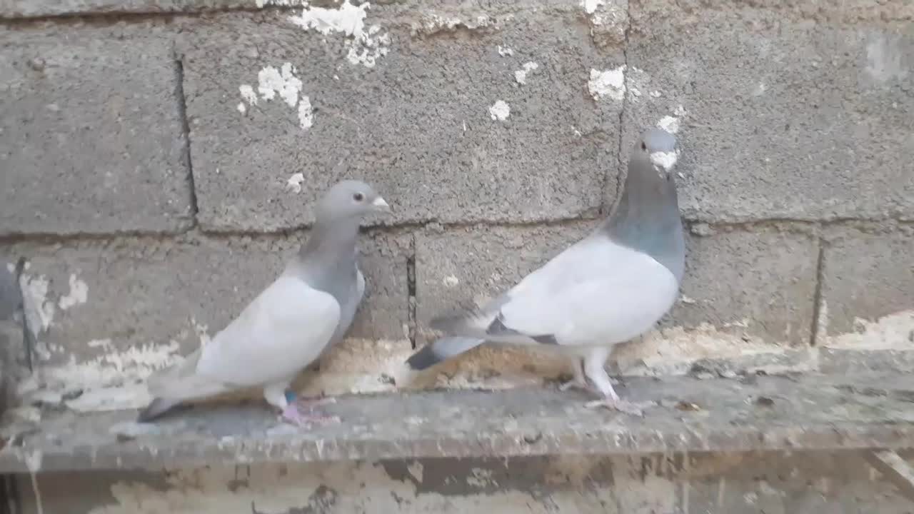 فروش کبوتر سبز ونقره ای بی خط|پرنده|کوهمره, |دیوار