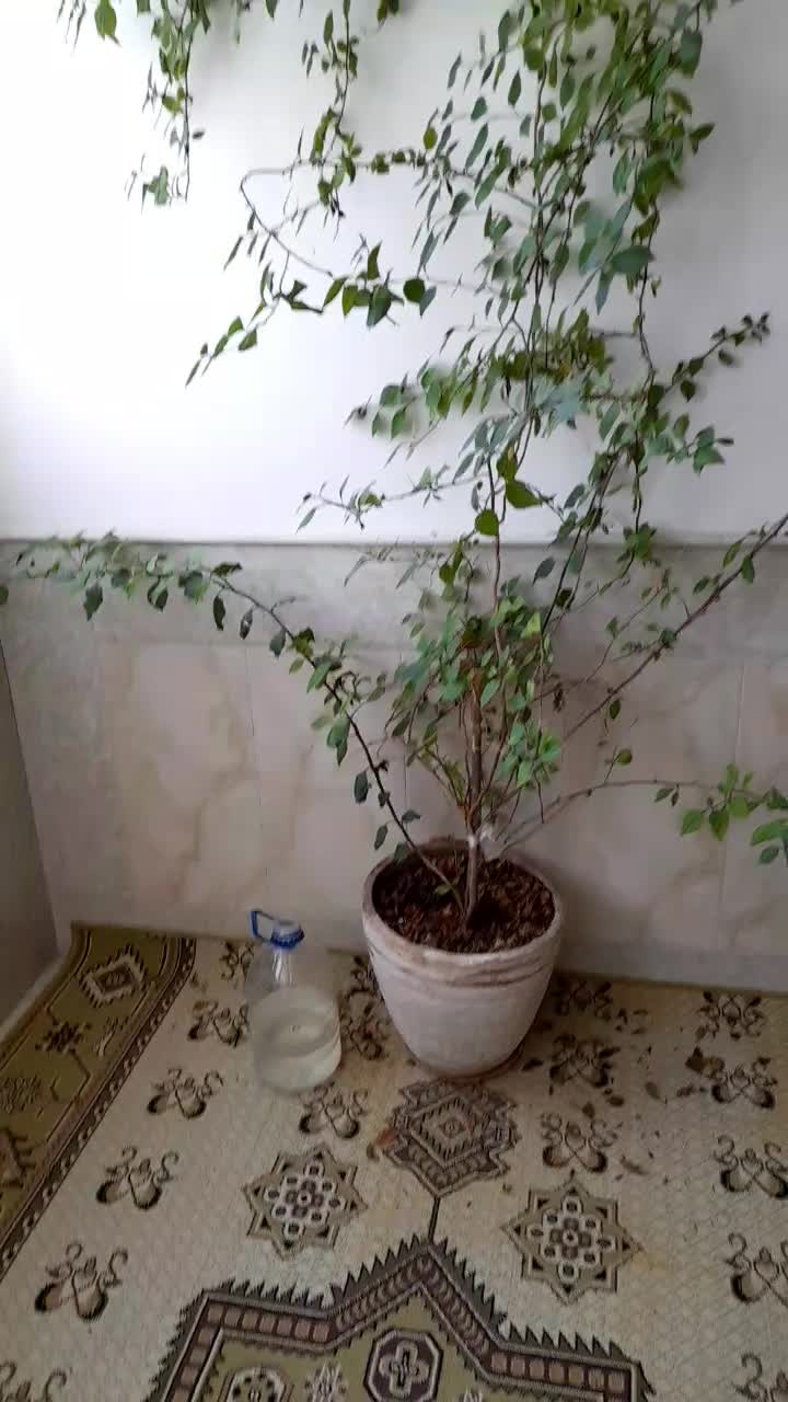 سوئیت طبقه اول دسترسی آسان به سوپر مارکت نانوایی|اجارهٔ کوتاه‌مدت آپارتمان و سوئیت|قم, قلعه کامکار|دیوار