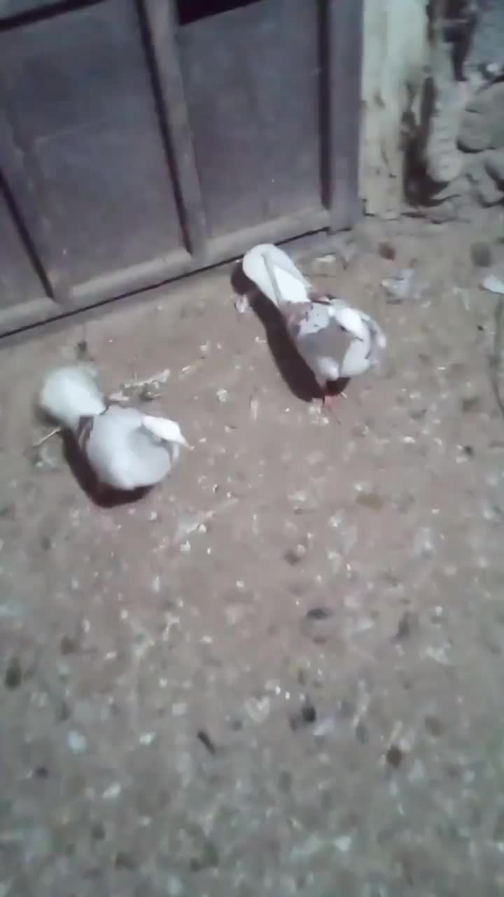 کبوتر|پرنده|بیرانوند, |دیوار