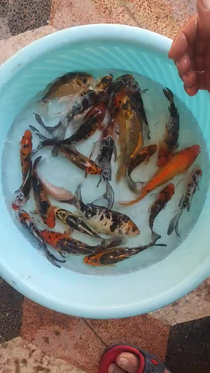 ماهی|ماهی|اصفهان, نصرآباد|دیوار